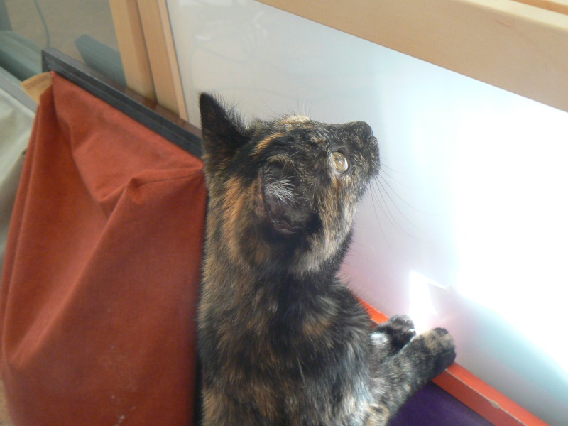 Chat et rencontre org