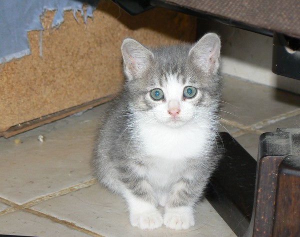 page plus chat gris page plus chat gris