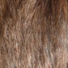 rat au poil bleu russe agouti, brun gris foncé