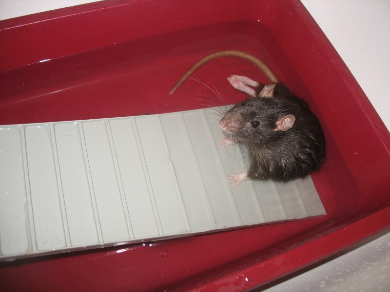 toilettage propreté rat nu