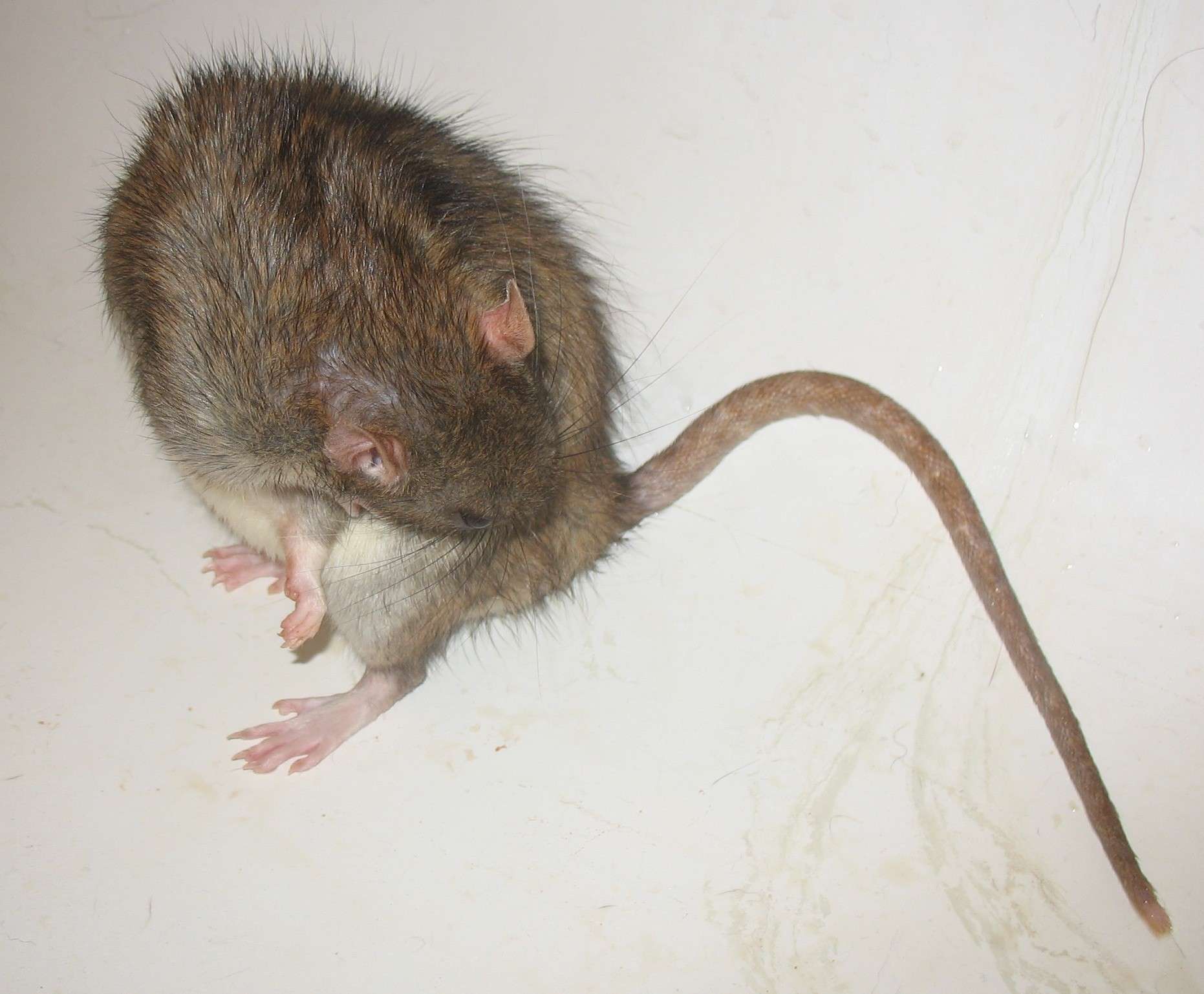 toilettage propreté rat nu
