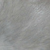 rat au poil platine, gris clair