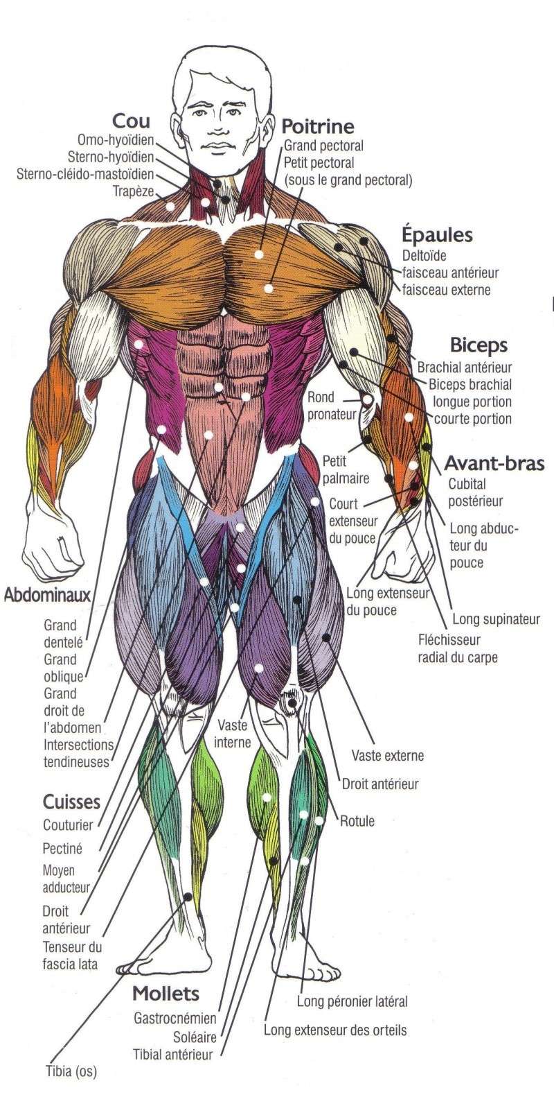 Anatomie Squelette Et Muscles Du Corps Humain Anatomy Study Body The