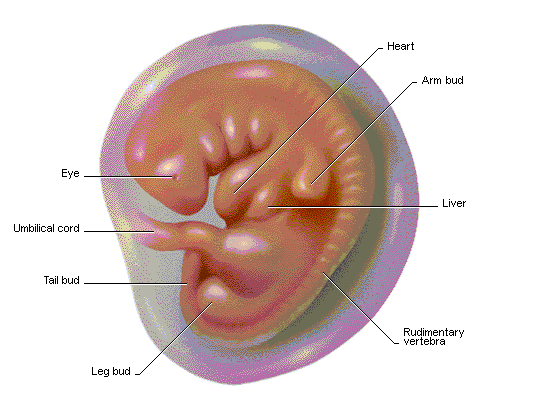 embryo10.gif
