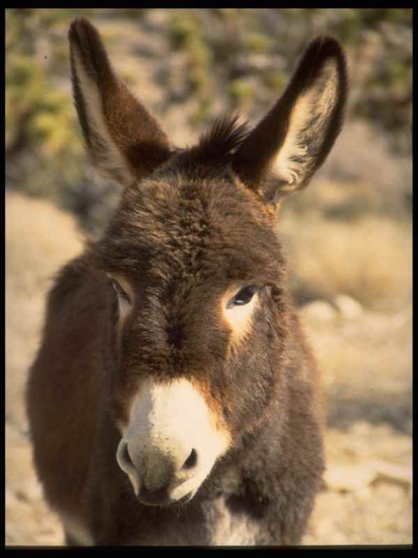 burro10.jpg