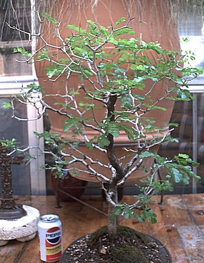 bonsai21.jpg