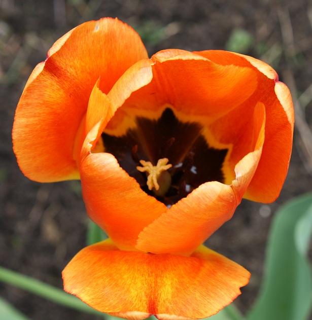 tulips11.jpg