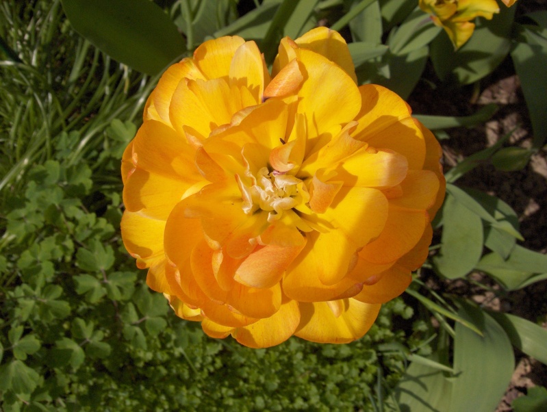 tulipe12.jpg