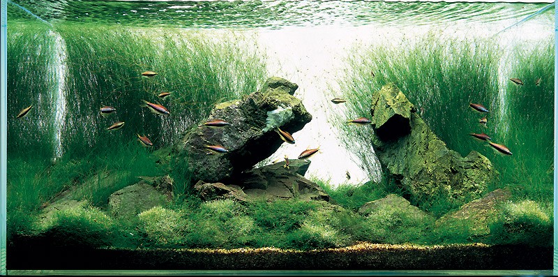 aquari14.jpg