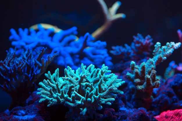 corals10.jpg