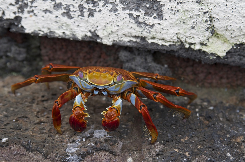 crab-310.jpg