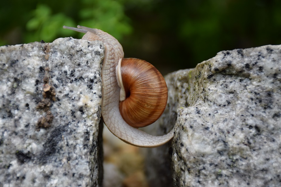 snail-16.jpg