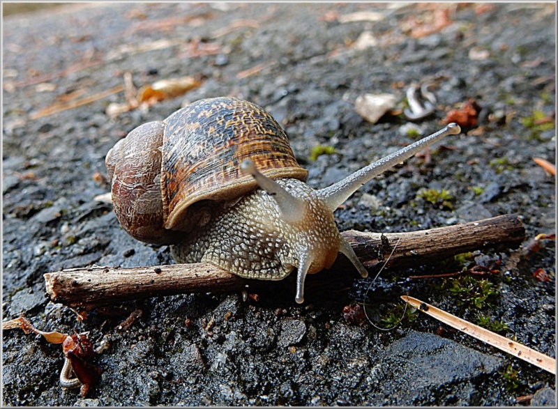 snail_12.jpg