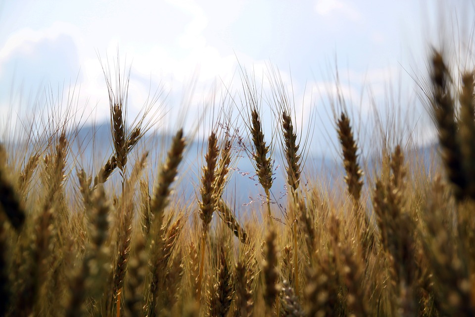 wheat-18.jpg