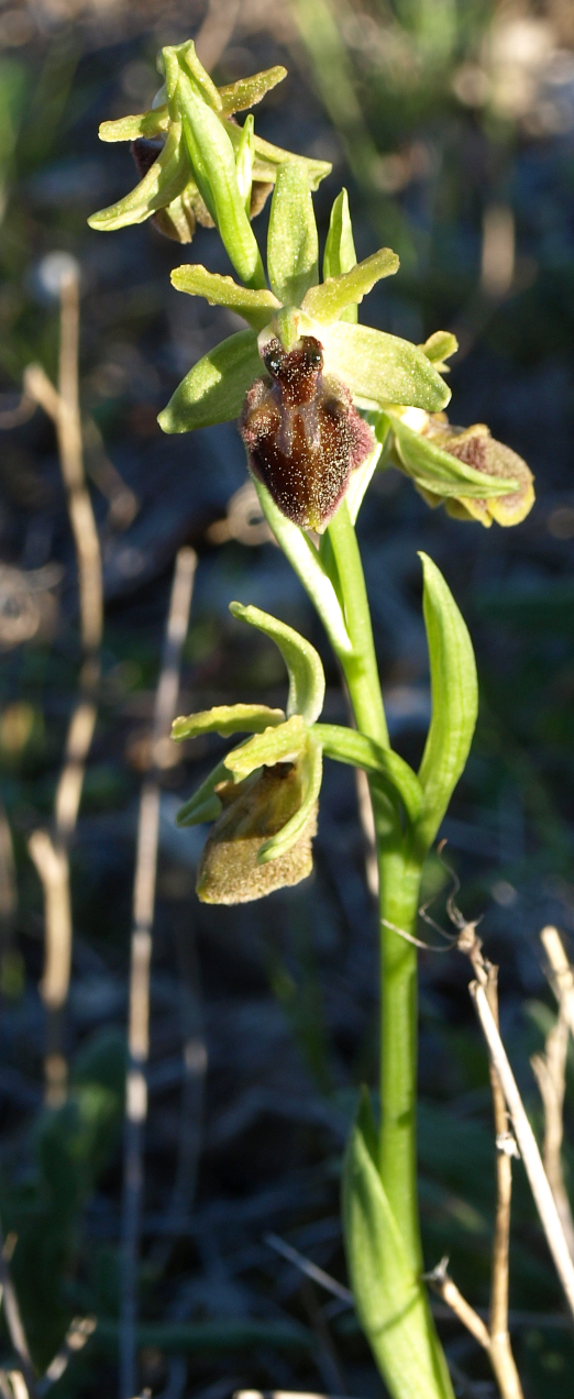 ophrys10.jpg
